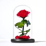 Timeless Rose by Sharper Image