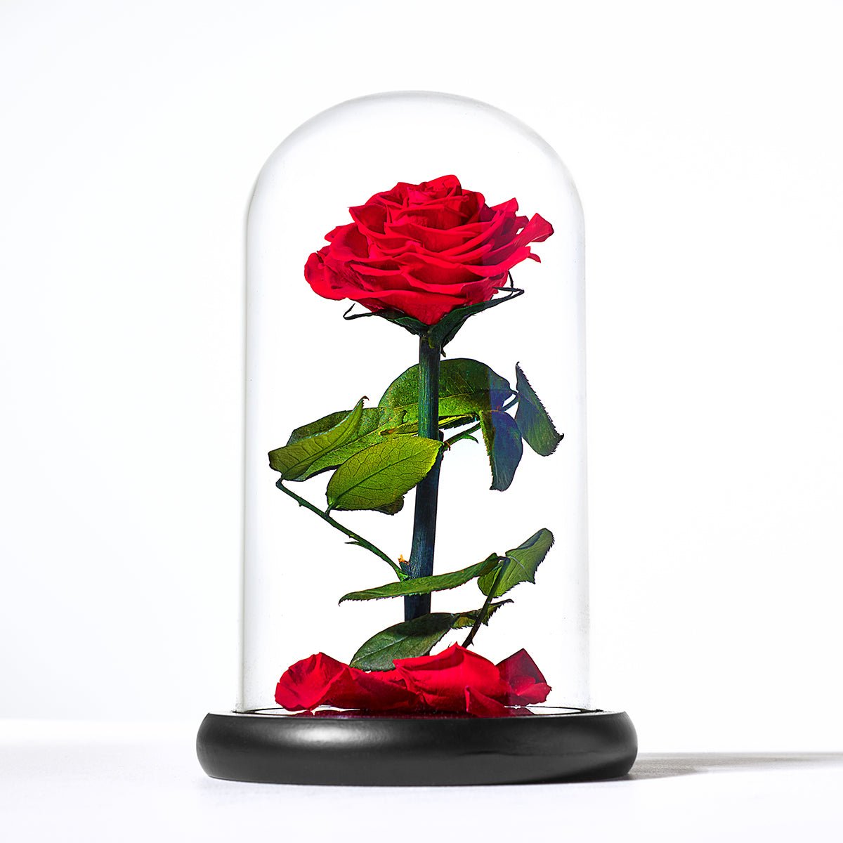 206926-z1.jpg Timeless Rose by Sharper Image - Image 1
