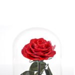 Timeless Rose by Sharper Image - Image 6